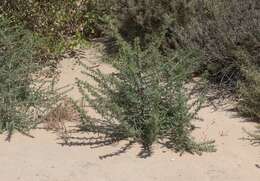 Image of pappose tarweed