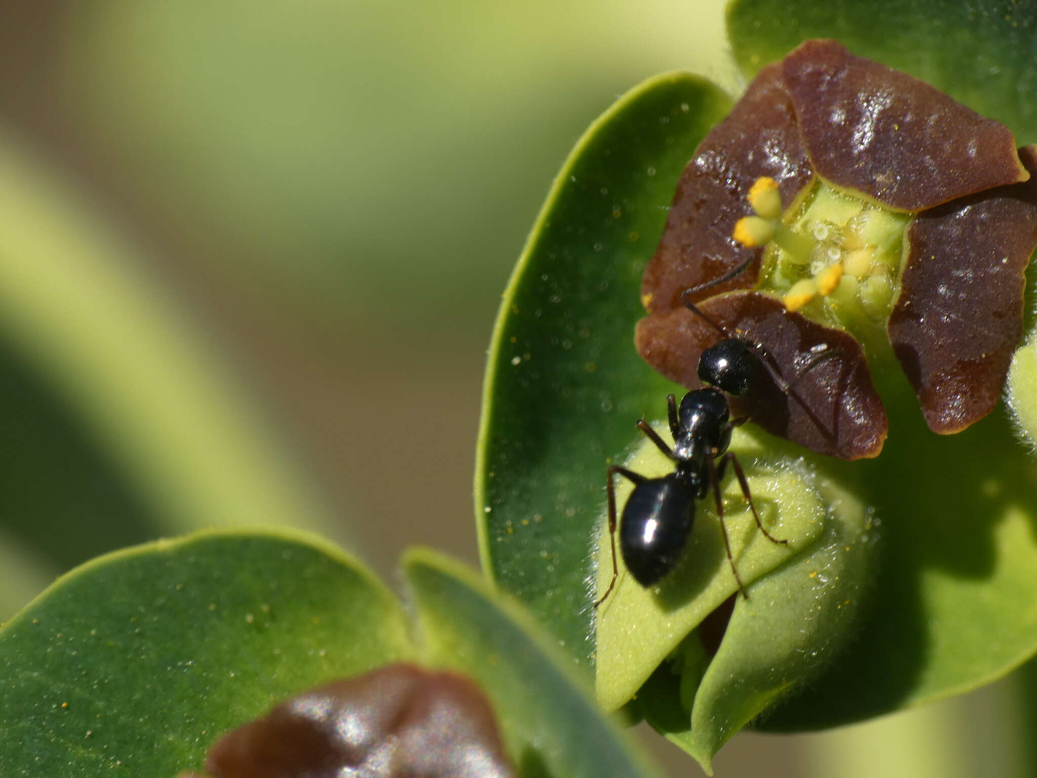 Image of Camponotus piceus (Leach 1825)