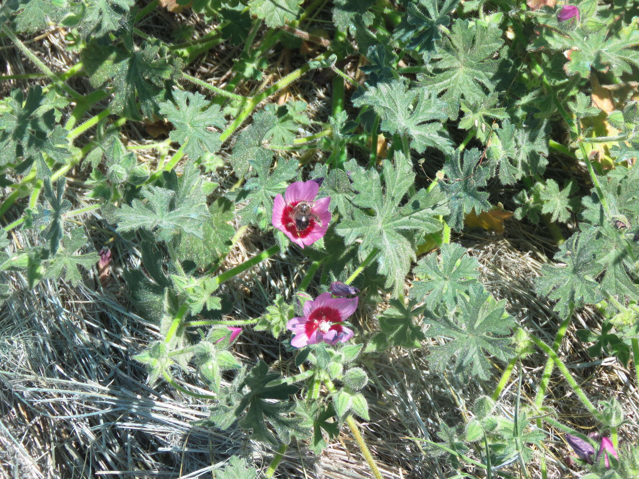 Image of Keck's checkerbloom