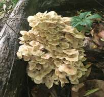 Polyporus umbellatus (Pers.) Fr. 1821 resmi