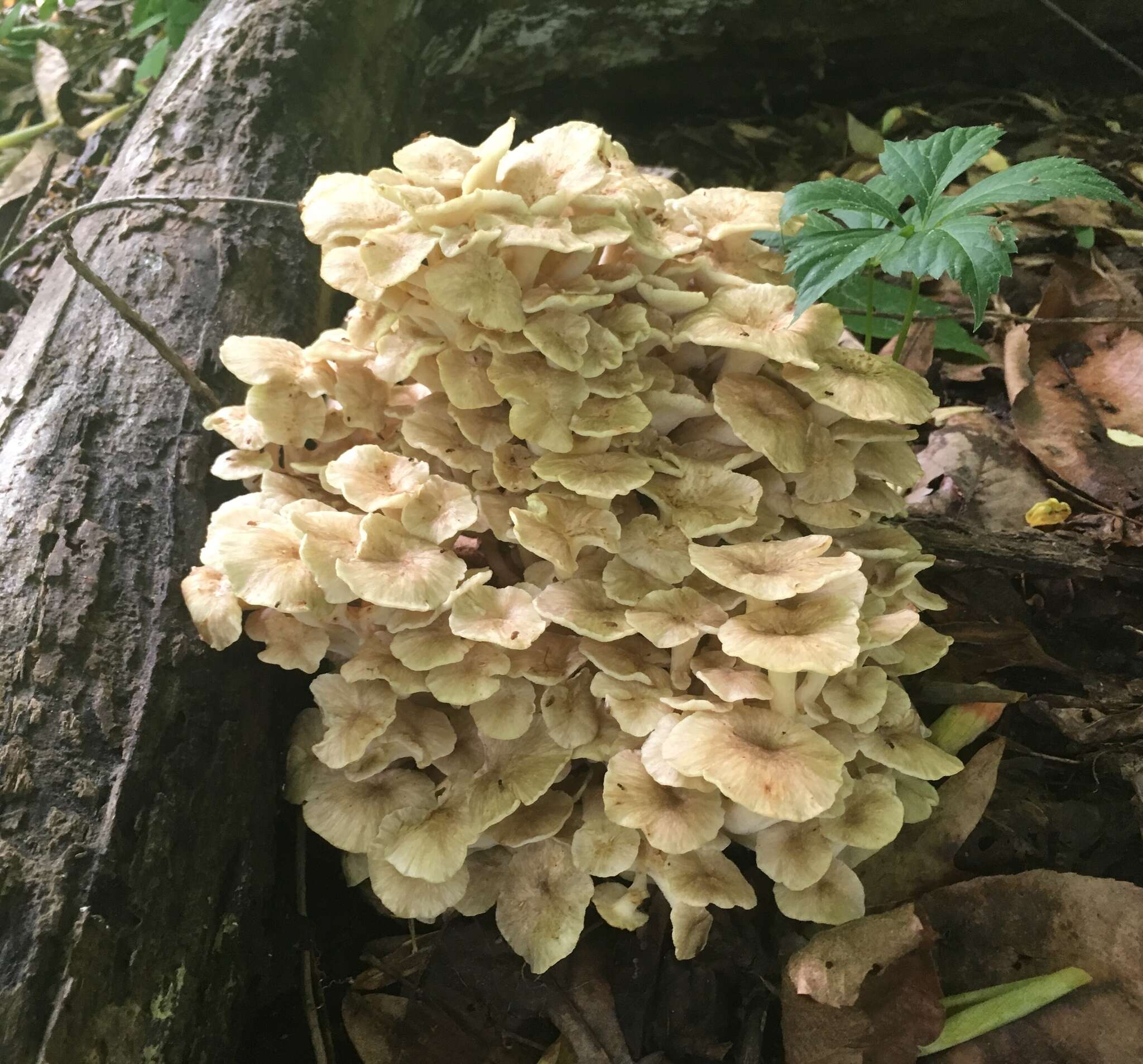 Image of Polyporus umbellatus (Pers.) Fr. 1821