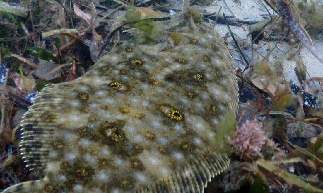 Image of Jenyn&#39;s flounder