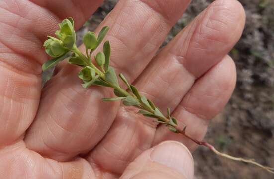 Euphorbia longicruris Scheele resmi