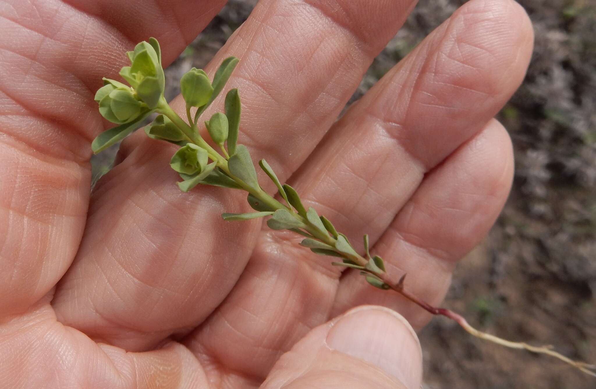 Image of wedgeleaf spurge