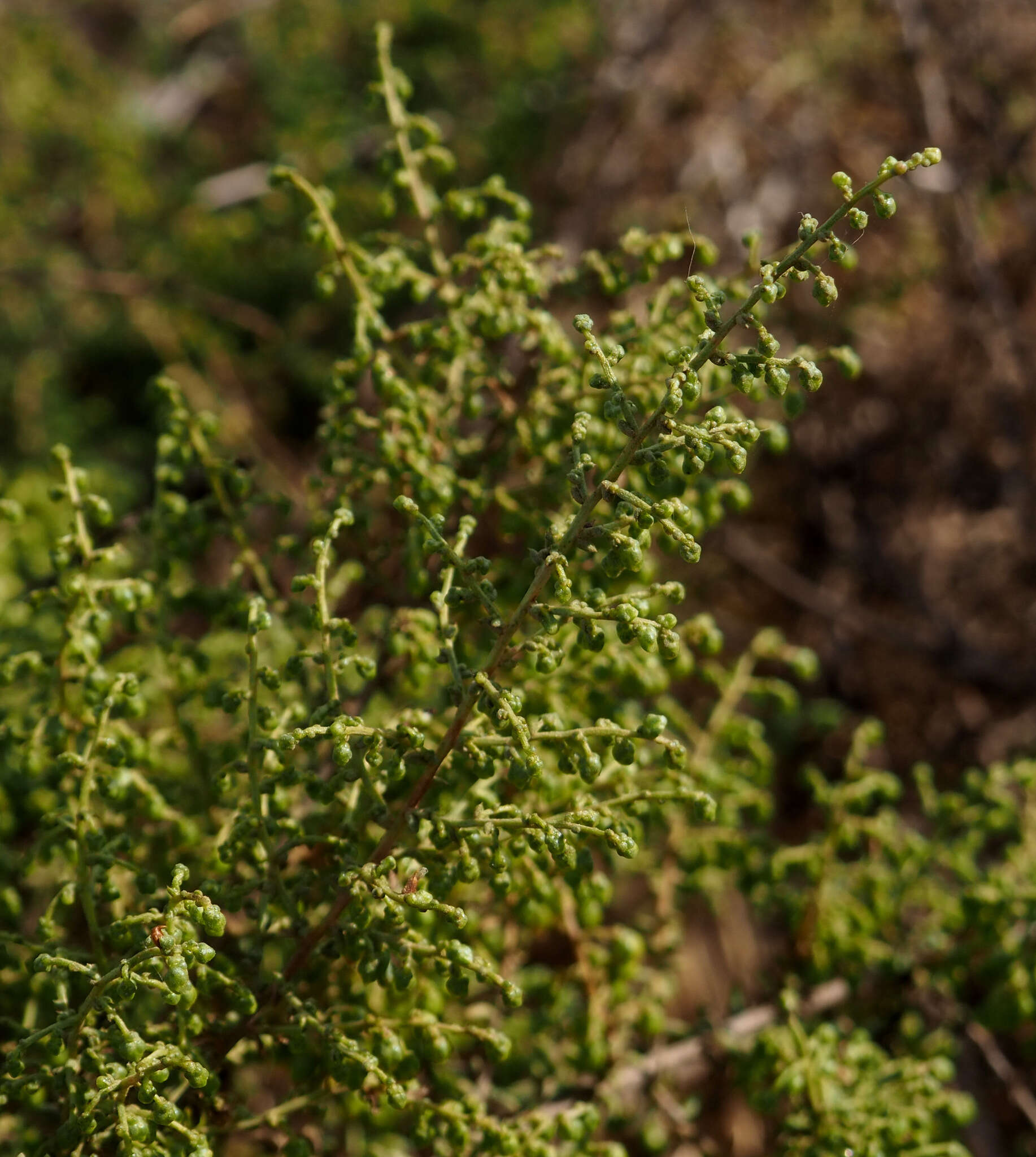 Image of Artemisia monosperma Del.