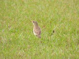 Anthus pallidiventris Sharpe 1885的圖片