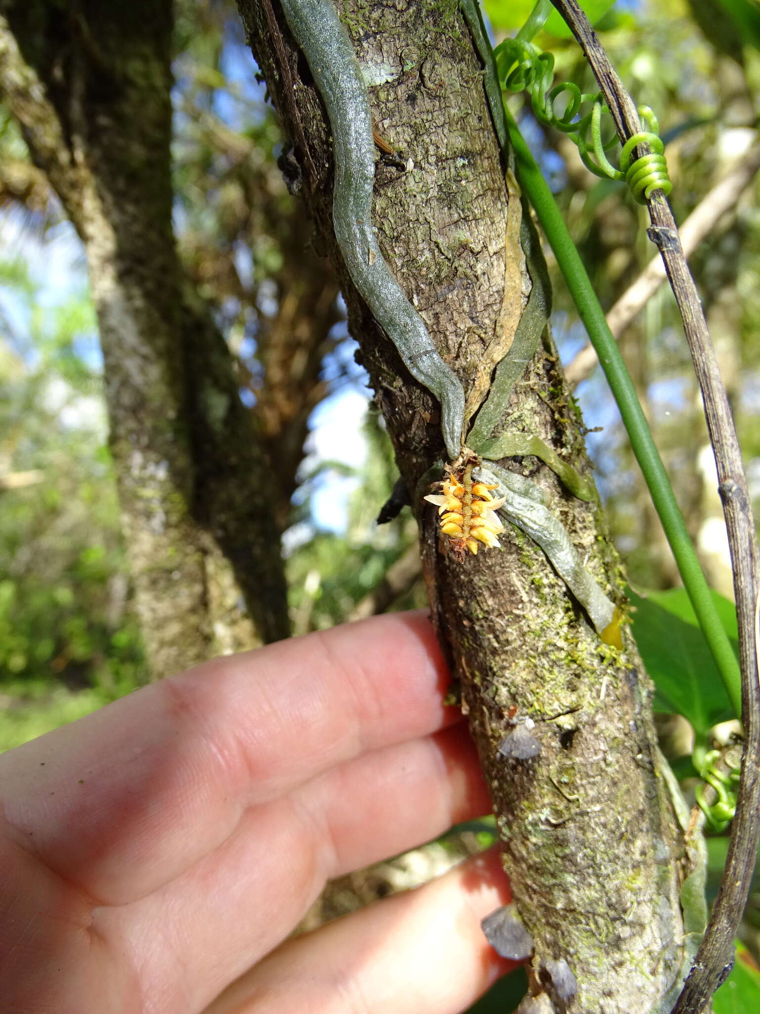 Image of leafless bentspur orchid