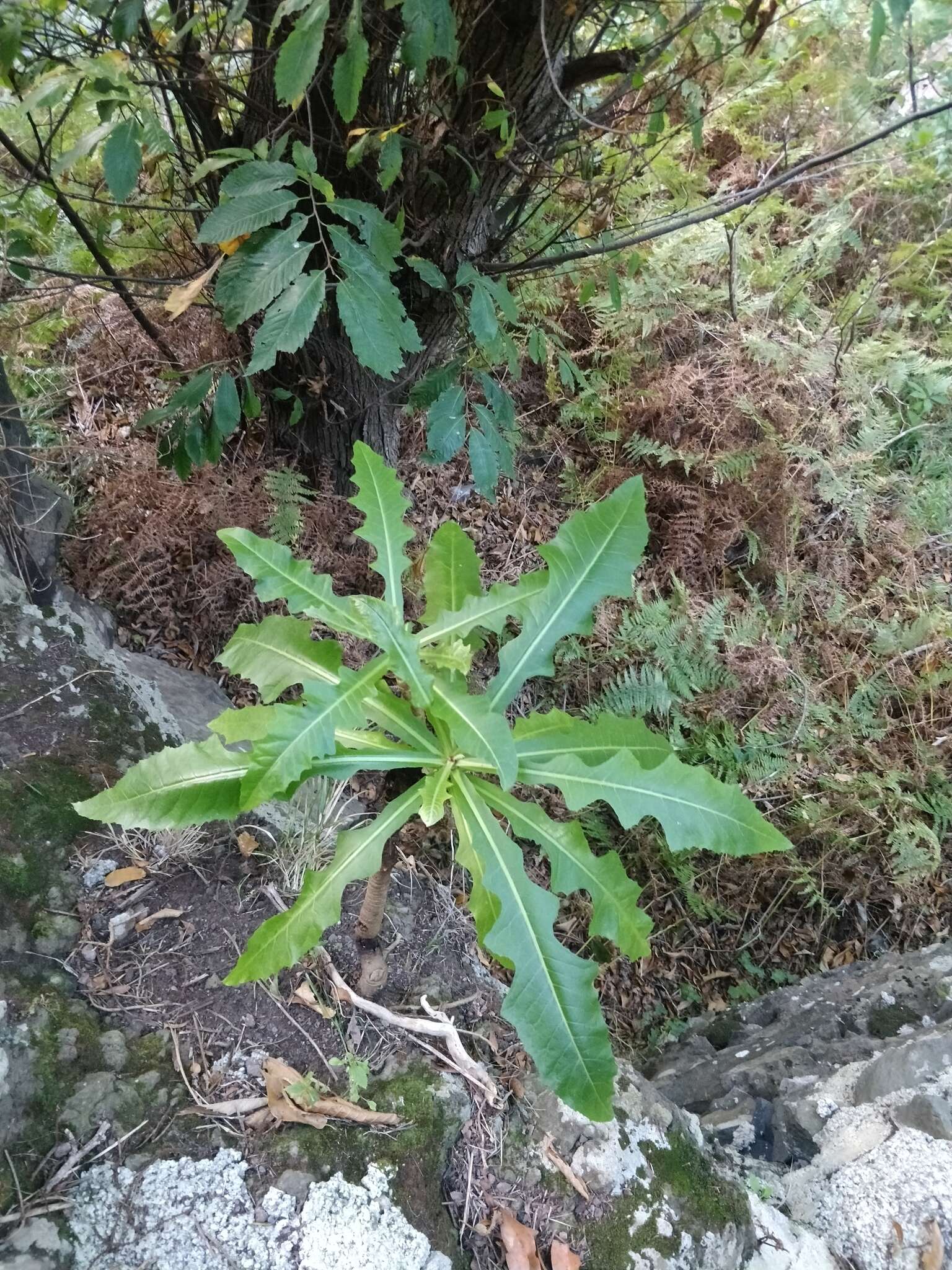 Image of Sonchus fruticosus L. fil.