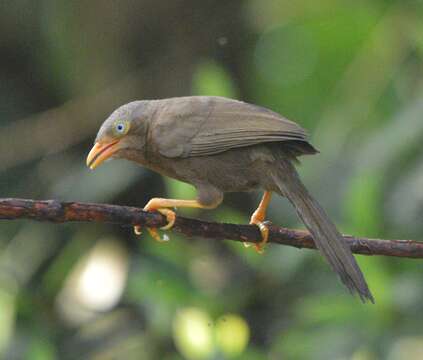 Image of Orange-billed Babbler