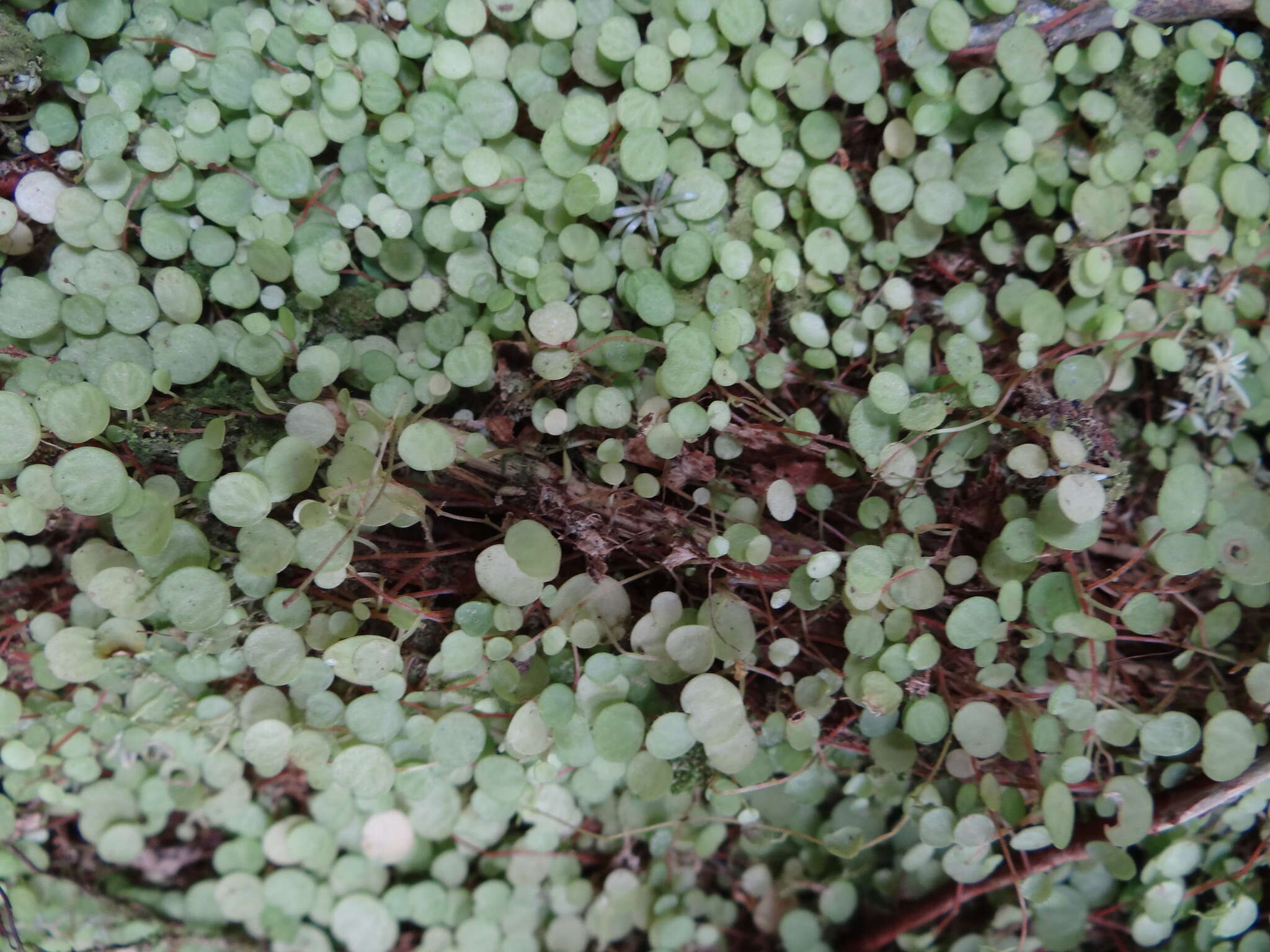 Image of Guadeloupe peperomia