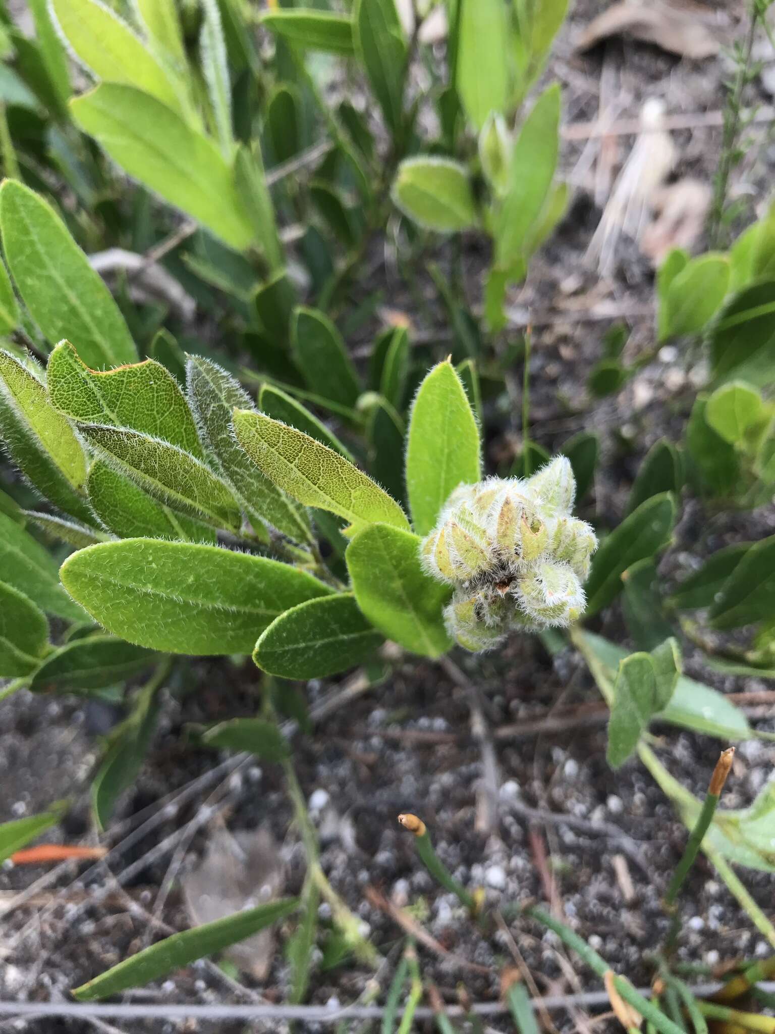 Plancia ëd Otholobium thomii (Harv.) C. H. Stirt.