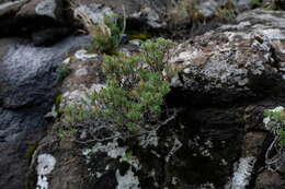 Image of Oedera acerosa (DC.) N. G. Bergh