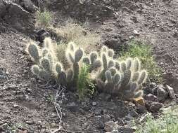 Opuntia polyacantha var. erinacea (Engelm. & J. M. Bigelow) B. D. Parfitt resmi