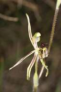 Image of Common dragon orchid