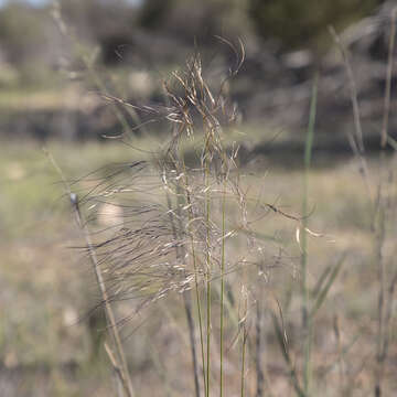 صورة Austrostipa platychaeta (Hughes) S. W. L. Jacobs & J. Everett