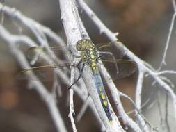 Image of Orthetrum caledonicum (Brauer 1865)