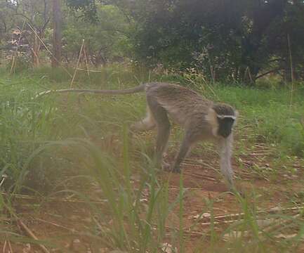 Image of Tantalus Monkey