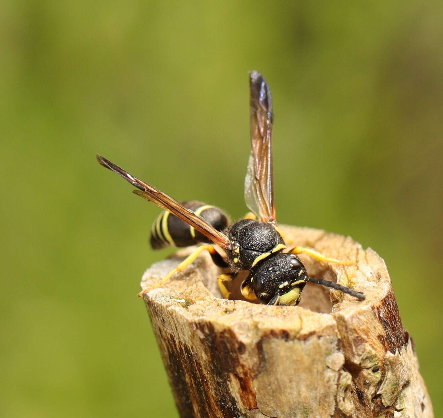 Image of Gymnomerus