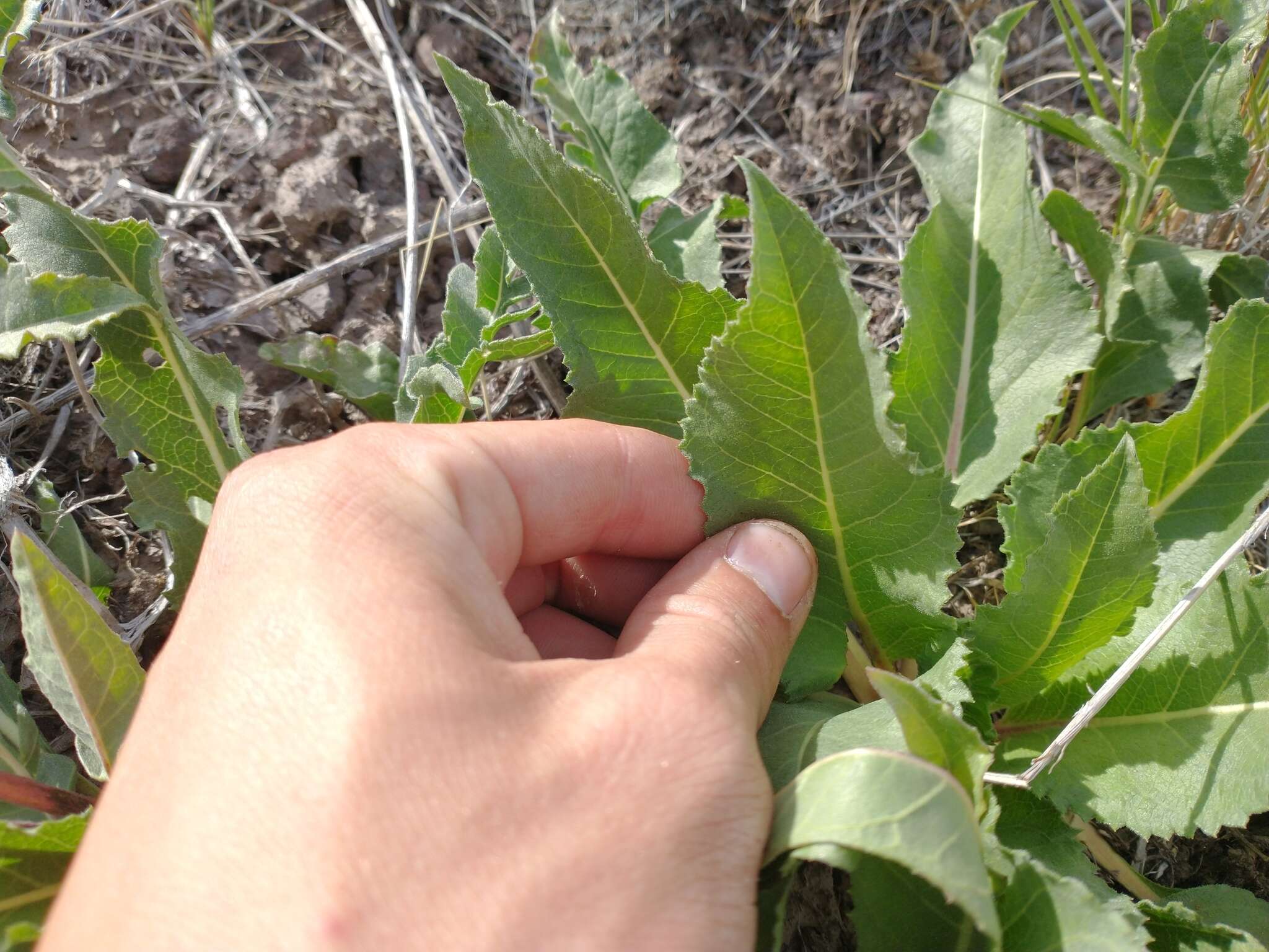 Image of serrate balsamroot