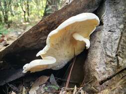 Image of Pleurotus opuntiae (Durieu & Lév.) Sacc. 1887