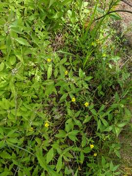 Image of Golden Hedge-Hyssop