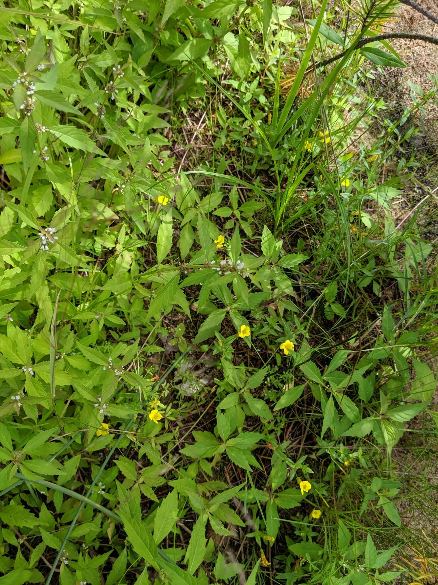 Image de Gratiola aurea Muhl.