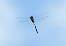 Image of Fine-lined Emerald