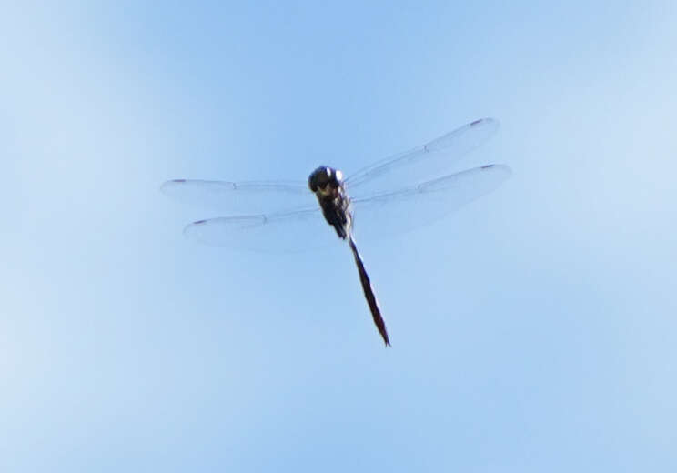 Image of Fine-lined Emerald