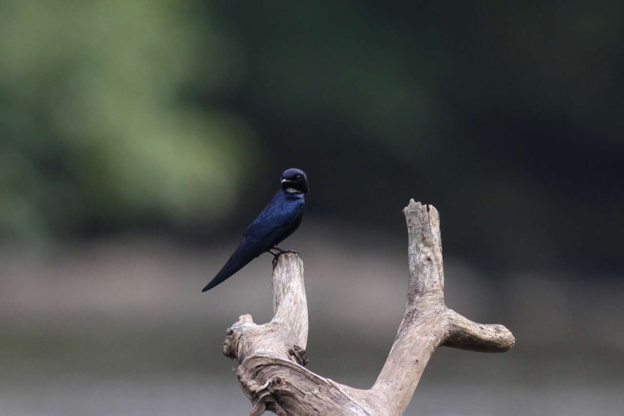 Image of White-bibbed Swallow