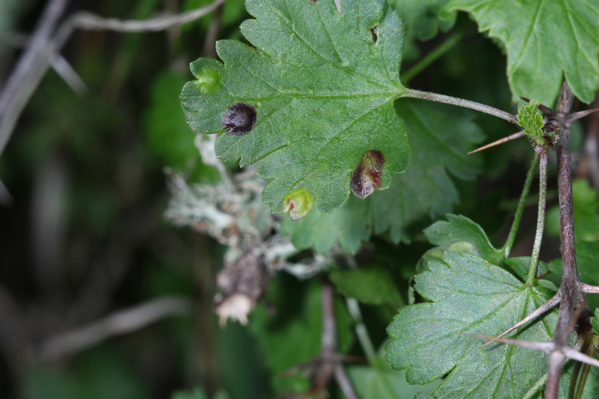 Image of Ribesia sarae Gagné 2016