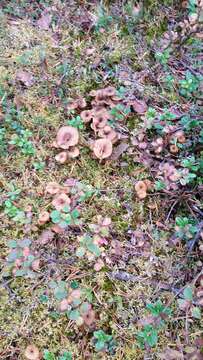 Image of Funnel Chanterelle