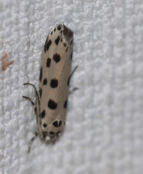 Image of Ethmia sphaerosticha Meyrick 1886