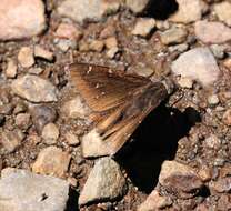 Image of Northern Cloudywing