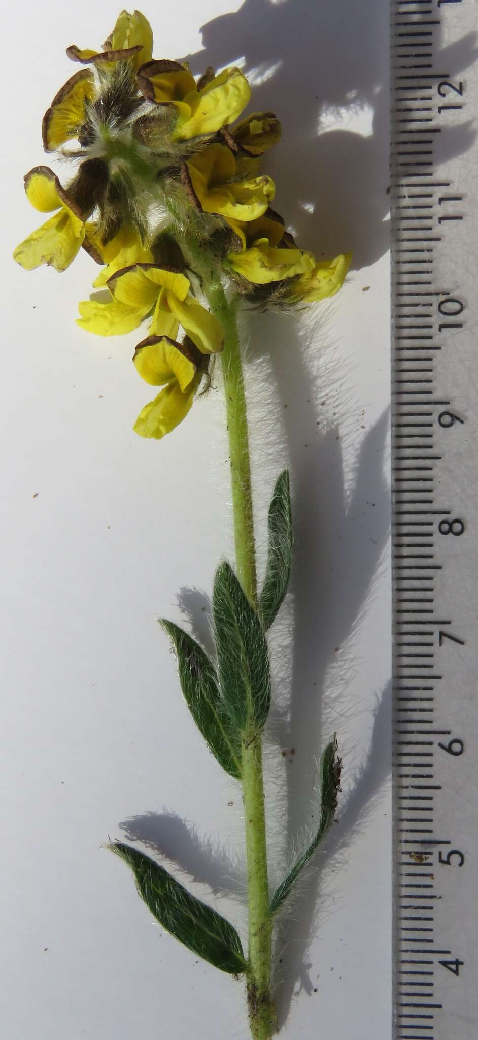 Plancia ëd Lotononis hirsuta (Thunb.) D. Dietr.