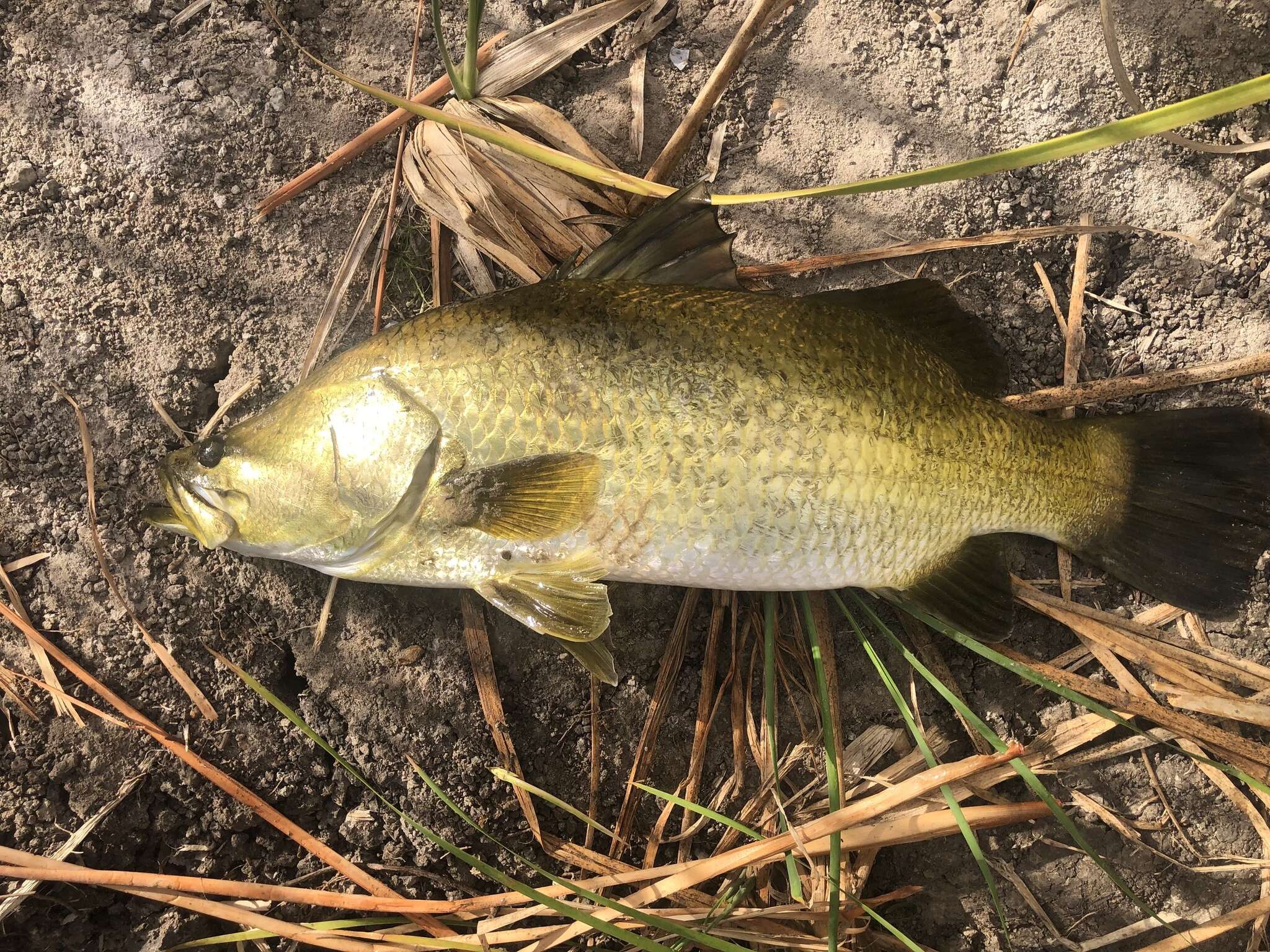 Image of Asian seabass