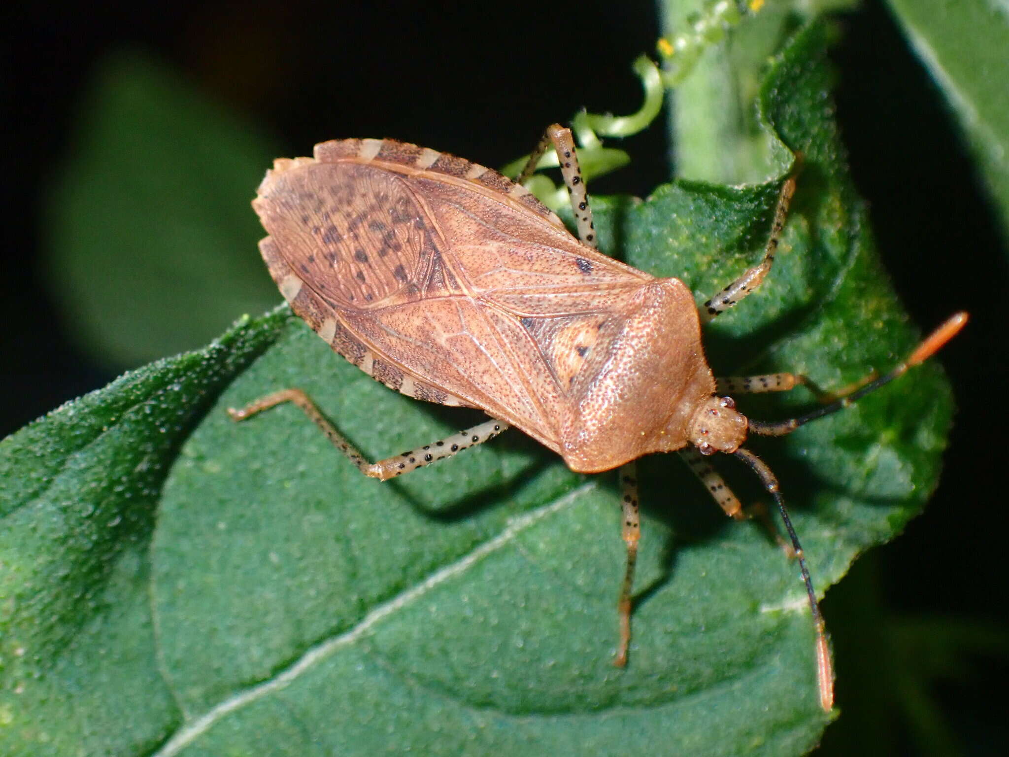 Image of Anasa repetita Heidemann 1905