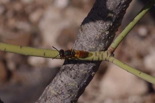 Imagem de Philanthus triangulum abdelcader Lepeletier 1845