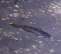 Image of Cairns Rainbowfish