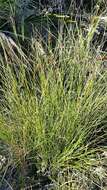 Image of Black Bog-rush