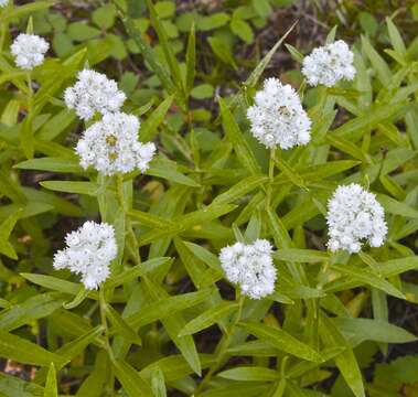 Image of Pearly Everlasting