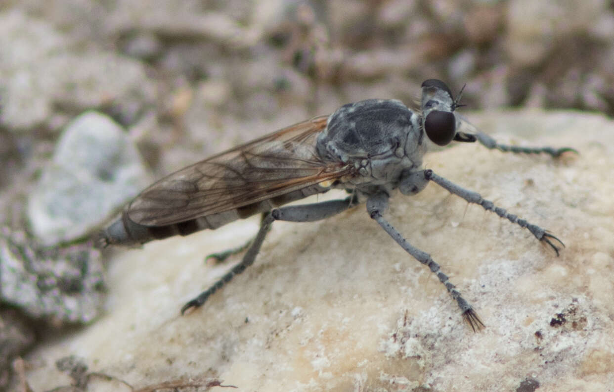 Image of Three-banded Robber Fly