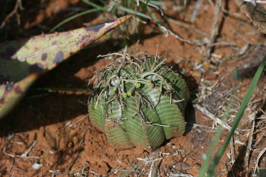 Слика од Euphorbia meloformis Aiton