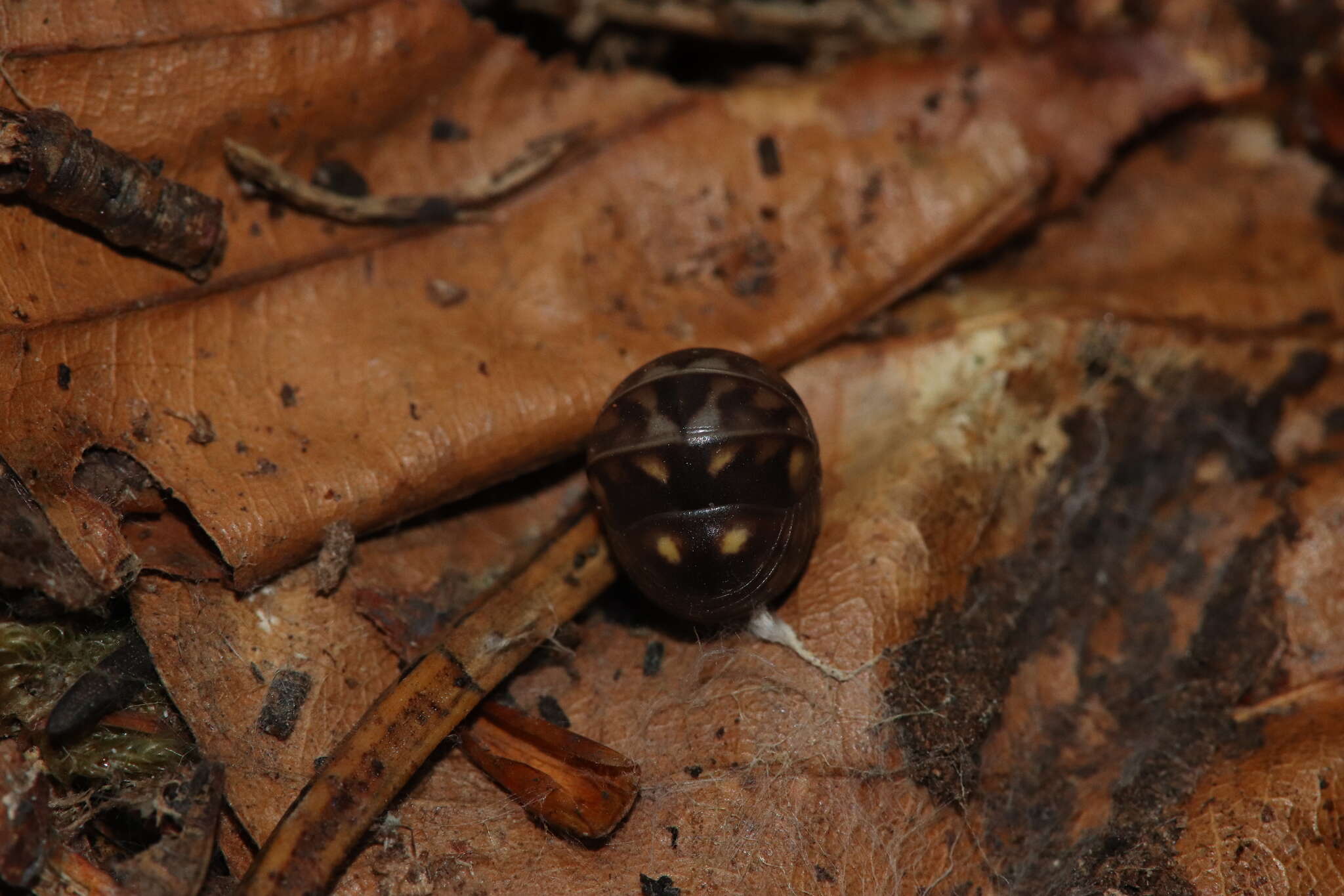 Image of Glomeris hexasticha Brandt 1833