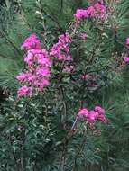 Image of Crape myrtle