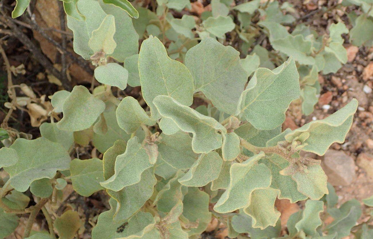 Imagem de Solanum tomentosum var. tomentosum