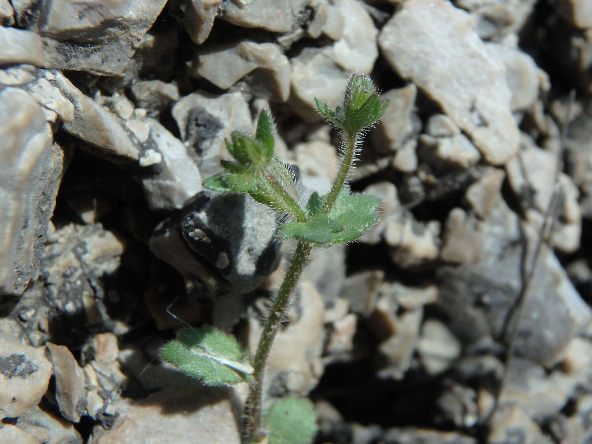 Image of Campanula erinus L.