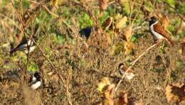 Image of Black-headed Canary