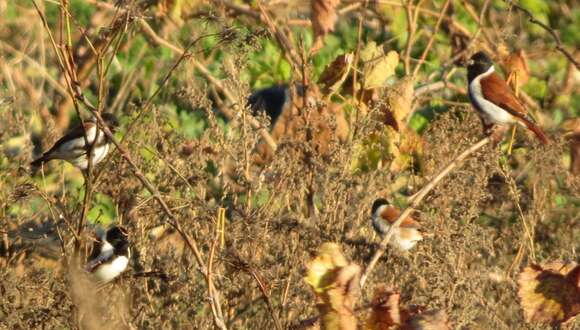 Image of Black-headed Canary