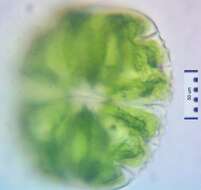 Image of Micrasterias truncata Brébisson ex Ralfs 1848