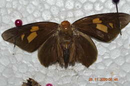 Image of Banana Skipper